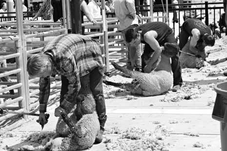 DEPARTMENT #38 SHEEP SHEARING GOLDEN STATE SHEEP SHEARING CHAMPIONSHIP Open to Residents of the World Cash Awards offered by Sonoma County Fair $2,500.