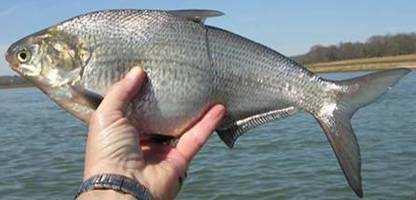 Gizzard Shad (Dorosoma cepedianum) Gizzard shad are filter feeders and also feed on benthic organisms. Gizzard shad provide an excellent forage species for largemouth bass.