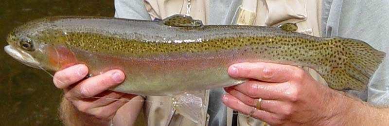 Rainbow Trout (Oncorhynchus mykiss) Rainbow trout provide a good game fish for children and novice fisherman and they diversify the fishing options of the pond.