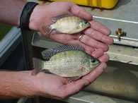 Tilapia Tilapia are a tropical fish belonging to the cichlid family. Tilapia are very prolific and under the right conditions a female tilapia can produce 500 plus fry every 3-53 5 weeks.