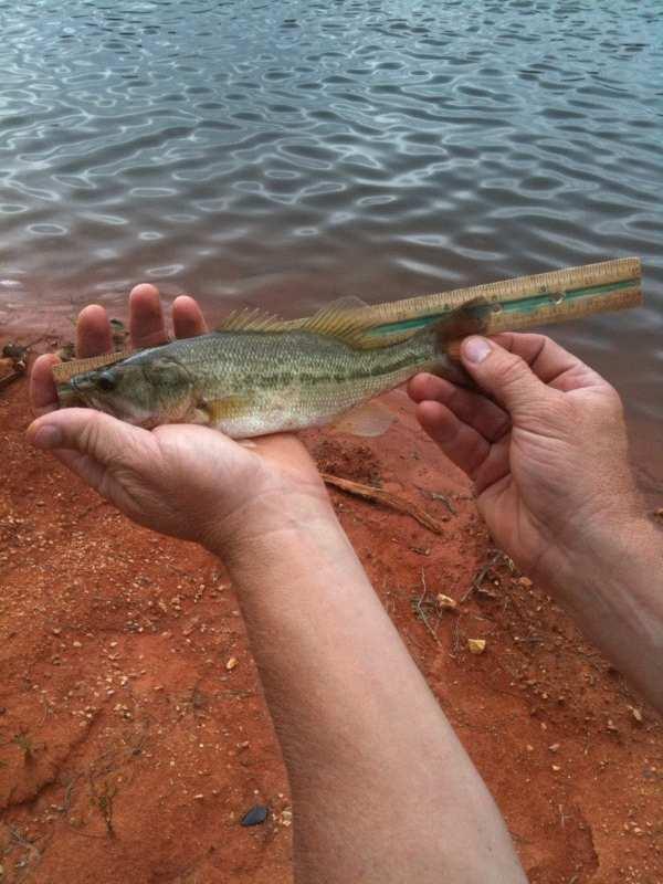 Results Jeff Foxworthy Pond Stocked same day June 13, 2009 with