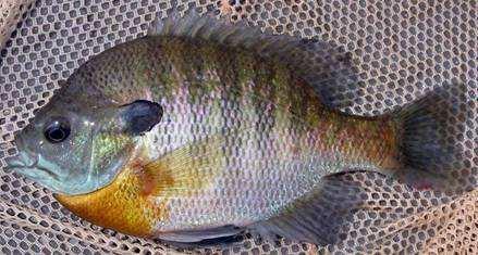 Bluegill Sunfish (Lepomis macrochirus) Known as bream to many, they are the backbone of forage production on for largemouth bass ponds.