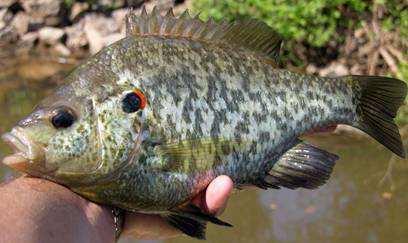 Shellcracker or Redear (Lepomis microlophus) Also known as bream, the Shellcracker occupy a different ecological cal niche than bluegill, improving the utilization of the pond s s natural