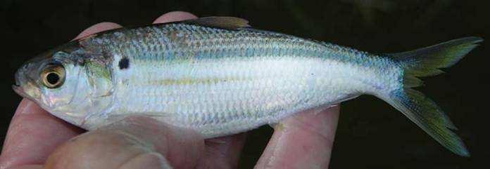 Threadfin Shad (Dorosoma petenense) This species occupies an additional niche in the ecosystem and improves lake productivity since they mostly feed on phytoplankton.