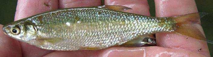 Golden Shiners (Notemigonus crysoleucas) Golden shiners feed on small aquatic organisms and provide an additional ditional forage species for largemouth bass.