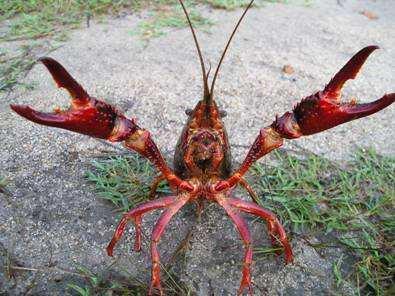Crayfish (Procambarus clarkii) Called swamp bugs, crawfish, crawdads or crayfish they are an asset to growing big bass. Stocking rates are less for a new pond than existing lake.