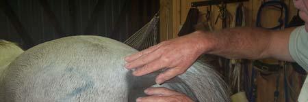 Start each grooming session by brushing the coat, mane, and tail while feeling for any spots of rain rot, cuts, scabs, etc.