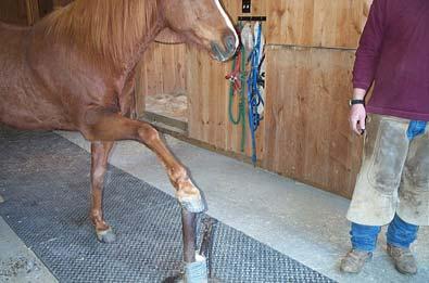The horse must also be comfortable standing with a foot on a hoof stand without the farrier having to hold it there. This is just practice and repetition and is not uncomfortable for the horse.
