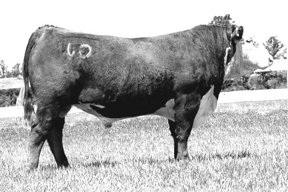 Selling full interest and full possession Retaining ½ revenue sharing and semen interest and 2010-2011 show rights 59 KSu Harland 905 Calved: 2/3/2009 Hereford: 43001184 Tattoo: BE 905 ADJ.