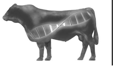 IGENITY DNA Information The IGENITY Profile IGENITY provides the beef industry with the most comprehensive genetic profile of multiple traits of economic importance.