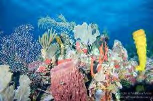 !"#$%&'%()%*#"+!,# + Updating the Fisheries Regulations in Belize Conservation Act 20 21 Fisheries Resources Act Current Regulations All species of soft coral Coral All species of hard or stony coral!