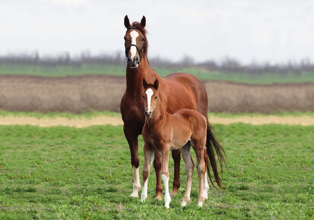 BREEDING ENERGY AGE/PERIOD SUITABLE FOR FEATURES & BENEFITS 16% YEARLING CUBES - Feed from weaning to pre-training - 12-30 months - Yearlings - Weanlings - High protein, lower energy & supporting