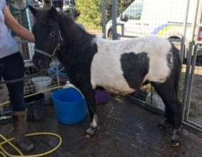 LOT 7 BERTIE PIEBALD 3 YEAR OLD GELDING Not registered. very friendly and has tack and been sat on.