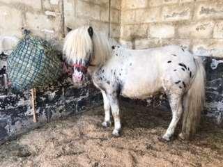 MINIATURE HORSE LOT 9 DIPSTICK SPOTTED 6 YEAR OLD GELDING Not registered,