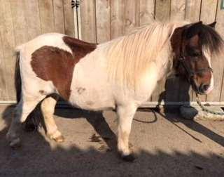 STANDARD SHETLANDS LOT 9A RUGPIT WILLOW TRI COLOURED 7 YEAR OLD