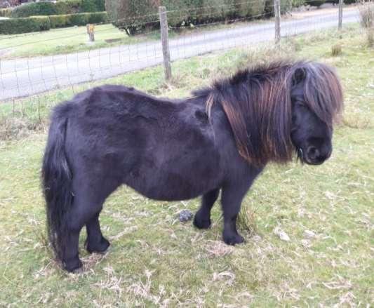 LOT 2 CAMLAN JANO BLACK 9 YEAR OLD MARE 30 Registered with Miniature
