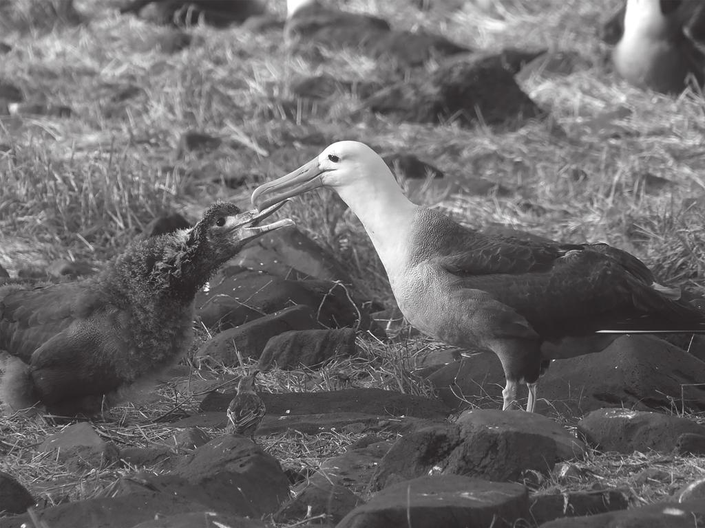 10 2 (a) The photograph shows an albatross and chick. The albatross is a bird that feeds on small fish caught near the surface of the sea.