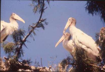 Wood Stork Nesting at Corkscrew 18000 16000 14000 Nest Numbers 12000 10000 8000 6000 4000 2000 0 1958 1960 1962 1964 1966 1968 1970 1972