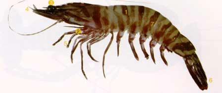 Reality Checking: Northern Prawn Catch Biomass catch and growth