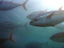 Reality Checking: Southern Bluefin Tuna Catch catch and growth (tonnes per