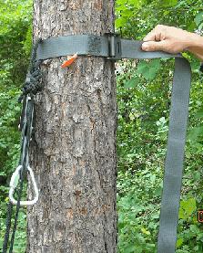 Wrap the tree strap around the tree and feed the strap up through the backside of the