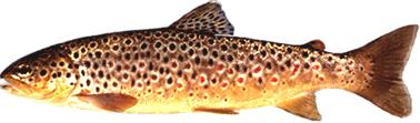 allopatric origins for brown trout