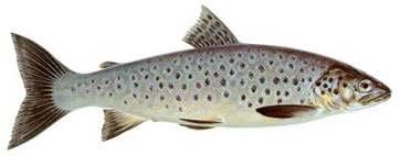 Ferox trout, Lough Corrib (and