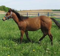 LOT 39A FILLY FOAL Born in late December. LOT 40 ITA A NOBLE KID "CHICO" REG. QUARTER HORSE - STALLION Yearling bay Stallion, registered with papers.