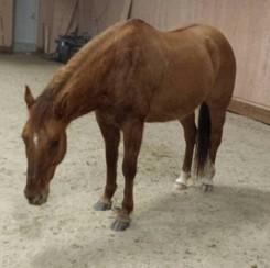LOT 43 NANCY QUARTER HORSE - MARE 10 year old AQHA Red Dun mare. 14.2 hands. Nancy has just finished 60 days professional training, walks trots lopes.