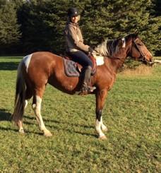 She is being sold as there in no one to bring her to her full abilities. LOT 45 MORGAN - GELDING 8 year old, broke, walk/trot/canter will ride anywhere. Was dewormed last week.