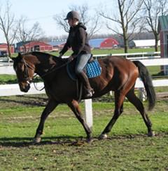 LOT 15 HOLSTEINER/TB - MARE Coming 4 year old mare. Green broke to ride and drive. LOT 16 HARLEY PERCHERON X - GELDING 16hh, 6 year old Percheron Cross gelding.