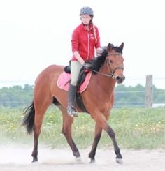 LOT 31 PERCHERON/TB - MARE 3 year old. Very nice nature, well started. Would make a good hunter prospect but needs to be finished. Will walk,trot, canter well. Was dewormed last week.