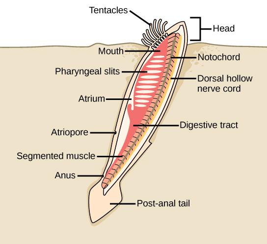 The lancelet, like all cephalochordates, has a head. Adult lancelets retain the four key features of chordates: a notochord, a dorsal hollow nerve cord, pharyngeal slits, and a post-anal tail.
