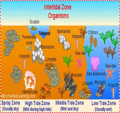 Intertidal Zone (Foreshore, Littoral Zone): Also known as the foreshore and littoral zone, the intertidal zone is the area exposed to the air at low tide and under water at high tide (for example,