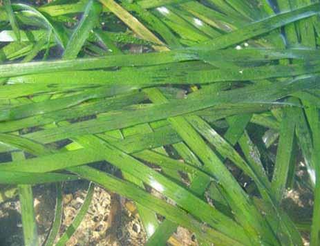 Shoreline dredging operation Eelgrass and Eelgrass Beds: Eelgrass is a species of sea grass that occurs along the coast of the Pacific Northwest.