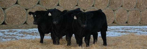 Care of Newly Purchased Bulls When you get your newly purchased bulls) home, there are several management practices you should observe to get the best reproductive performance out of your new bull. 1.