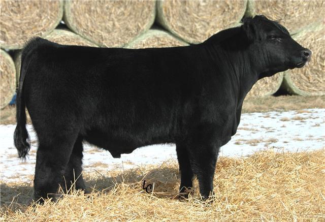 9 Lot 8 HELB 967N ET 4/14/09 Composite BW 89 Sire: Heat Wave I Dam: Who Made