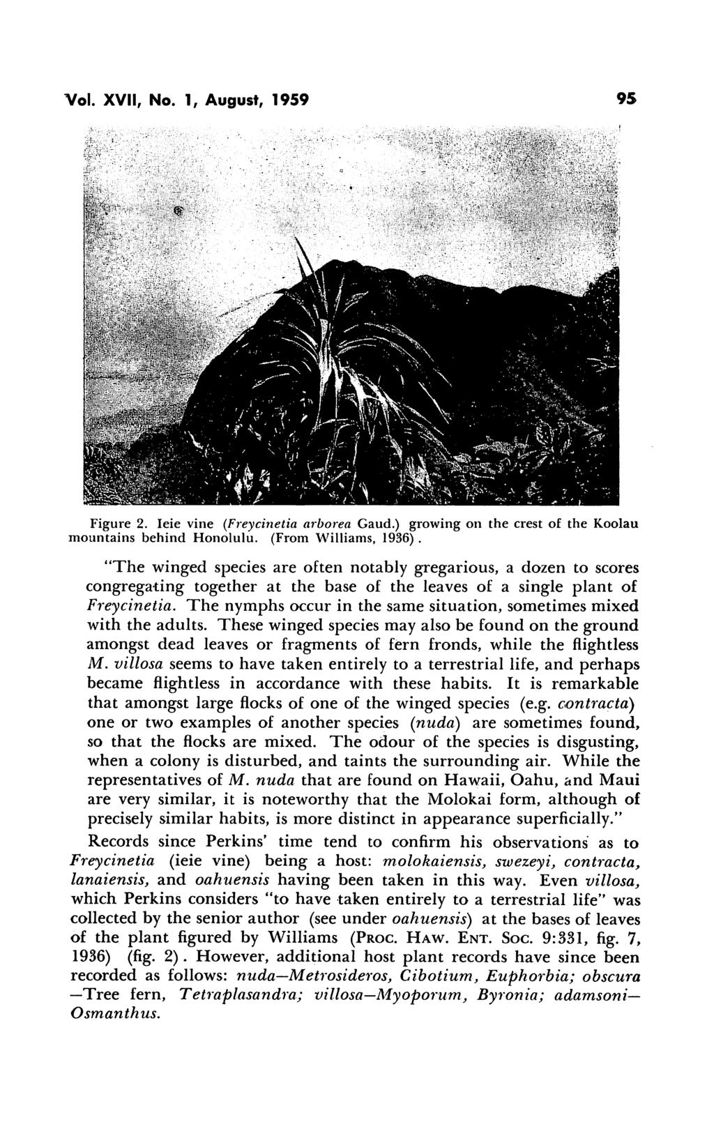 Vol. XVII, No. 1, August, 1959 95 Figure 2. Ieie vine (Freycinetia arborea Gaud.) growing on the crest of the Koolau mountains behind Honolulu. (From Williams, 1936).