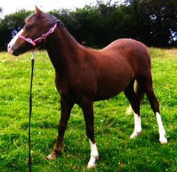 Horses & Ponies Lot 1. DAISY CHAIN 4 year old Liver Chestnut Filly, approx. 13.2hh. Please note:- Photo taken when a yearling. Lot 2. WORTHY WILLS WEDDING 6 year old Chestnut Gelding, approx. 16.1hh.