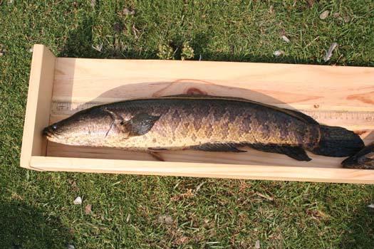 The loss of the fish community provided an excellent opportunity to restore a balanced fish community. This will be much more difficult given this illegal introduction of the non-native common carp.