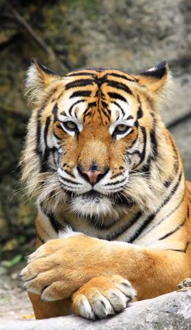 Glossary Acclimatise (verb) When your body responds and adapts to changes in the environment. Bengal tiger (noun) A large tiger, Panthera tigris tigris, found across South Asia; an endangered species.