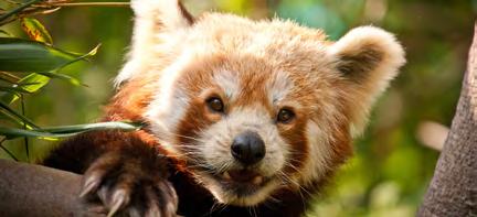 The Eastern Himalayas Red panda (noun) A raccoon-like mammal with thick reddishbrown fur and a bushy tail found in the Himalayas; an endangered species. Sanskrit (noun) the language of ancient India.
