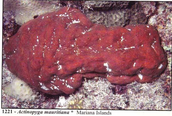 Name : Actinopyga mauritiana Fijian Name: Tarasea Wet Length: 20 30cm Value: Low