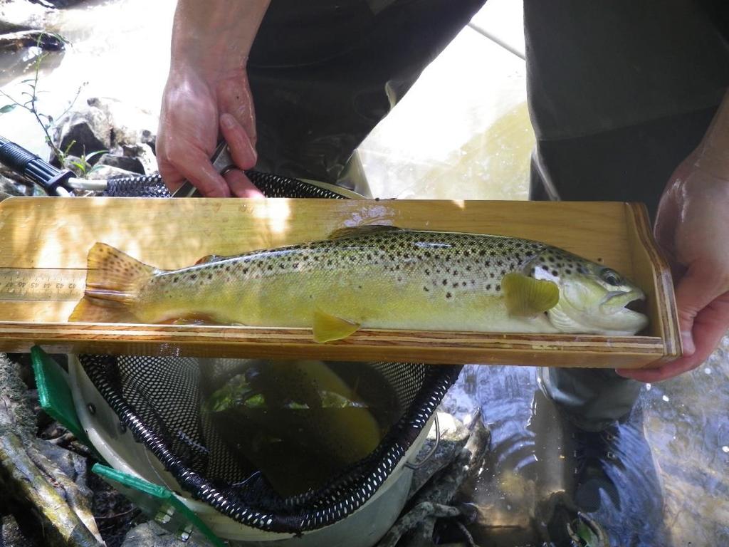 Fishery Sampling, cont d All trout are measured, recorded, and released Population size