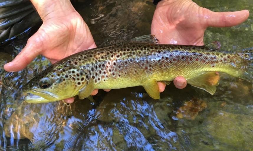 supports strong numbers of wild Brown Trout throughout much of its length One of