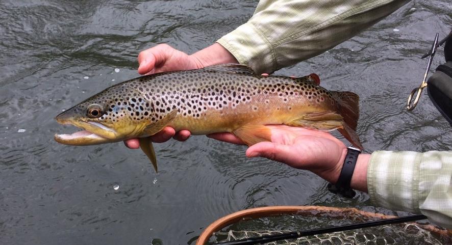 Number of Wild Brown Trout Captured Length-Frequency of Wild Brown Trout Section 04 vs Section 05 in 2017 50 45 40 35