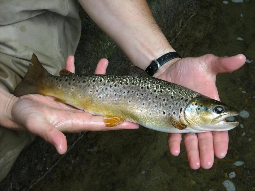 Biomass of Wild Brown Trout Section 04 vs Section 05 in