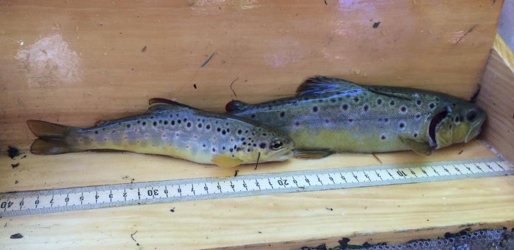 2017/2018 Management Review Determine which regulations for Section 05 will best maintain and/ or improve the Wild Brown Trout