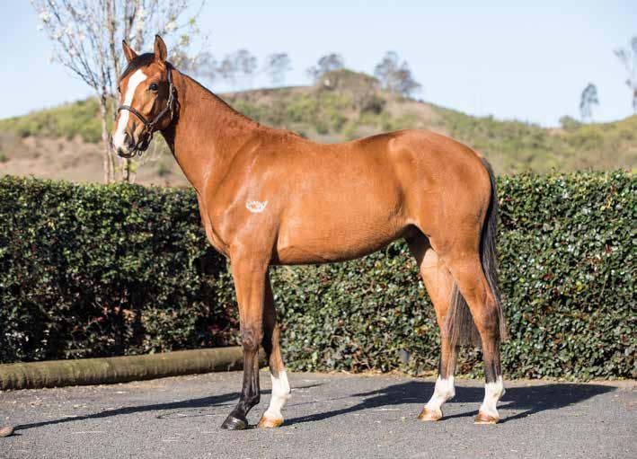 THE OPPORTUNITY The EQUITANA Team, along with the Oaks Sport Horse Stud, are delighted to be able to offer this two-year-old gelding, Oaks Ontario, for Auction.