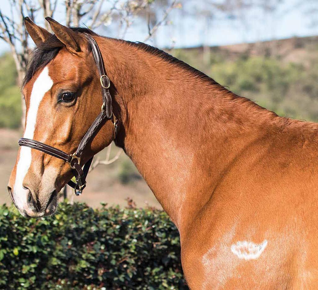 THE HORSE Oaks Ontario is a handsome two-year-old Bay Gelding bred at the Oaks Sport Horse Stud.